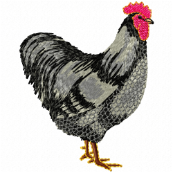 Chickens And Roosters Embroidery Design 8 Chickens And Roosters Embroidery Design 8